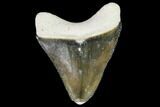 Serrated, Fossil Megalodon Tooth - Florida #110451-1